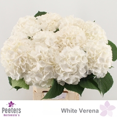Hydrangea White Verena 60cm 16-18cm Hd