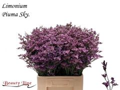 Limonium Safora Pink Sky 70cm 30gr.