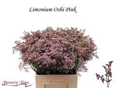 Limonium Safora Oshi Pink 70cm 45gr.