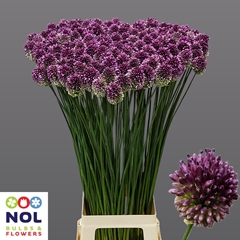 Allium Sphaerocephal 90cm