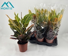 Codiaeum Big Leaf Excellent 17Ø 60cm