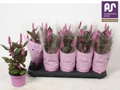 Celosia Merida Pink 12Ø 32cm