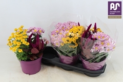 Bedding Plants Mix 19Ø 38cm