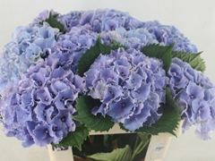 Hydrangea Royal Sunset Blue 60cm 15-17cm Hd