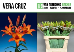 Lily La Vera Cruz 85cm 3+
