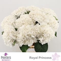 Hydrangea Royal Princess 65cm 18-20cm Hd