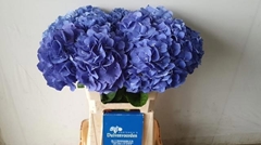 Hydrangea Pimpernel 60cm 16-18cm Hd