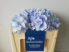 Hydrangea Verena Blue 50cm 13-15cm Hd