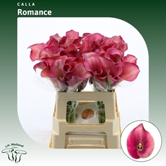 Zantedeschia Captain Romance 55cm