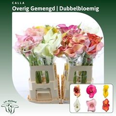 Zantedeschia Mixed 60cm Twisted