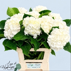 Hydrangea White Verena 60cm 18-20cm Hd