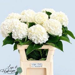 Hydrangea White Verena 80cm 21-23cm Hd