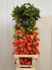 Physalis Alkekengi Lampion Per Stem 90cm