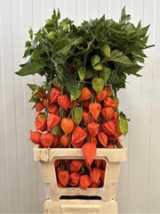 Physalis Alkekengi Lampion Per Stem 80cm