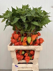 Physalis Alkekengi Lampion Per Stem 70cm