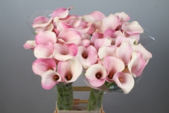 Zantedeschia Blushing Lady 90cm