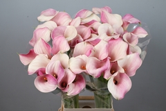 Zantedeschia Blushing Lady 80cm