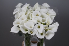 Zantedeschia White Art 90cm