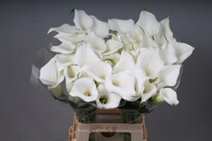 Zantedeschia White Art 80cm