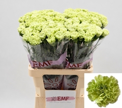 Dianthus Single Alessandria 65cm