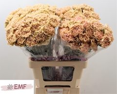 Dianthus Single Lege Marrone 65cm