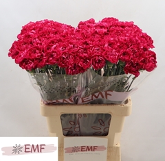 Dianthus Single Puprle Storm+ 65cm