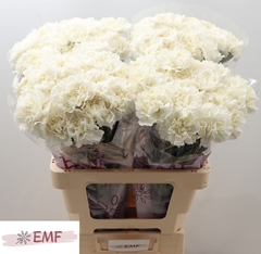 Dianthus Single Everest 65cm