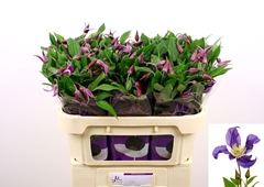Clematis Blue Pirouette 70cm