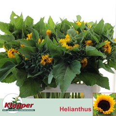 Helianthus Sunrich Orange 70cm