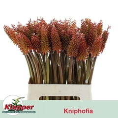 Kniphofia Alcazar 60cm