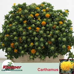 Carthamus Zanzibar 55cm
