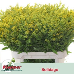 Solidago Golden Glory 80cm 70gr.