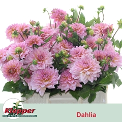 Dahlia Sebastian 60cm