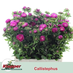 Callistephus Azumi Xl Pink 60cm
