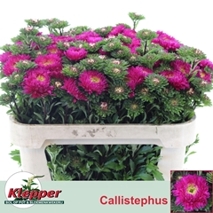 Callistephus Azumi Xl Pink 70cm