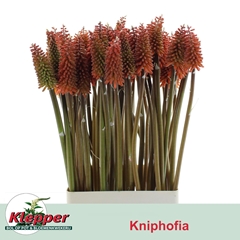 Kniphofia Alcazar 70cm