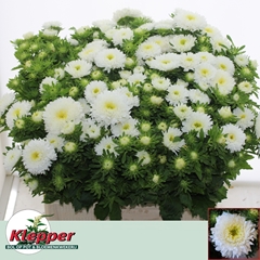 Callistephus Azumi Xl White 60cm
