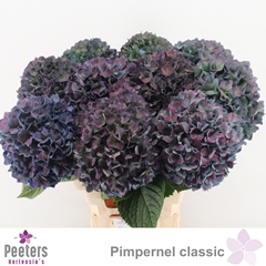 Hydrangea Pimpernel Classic 65cm 20-22cm Hd