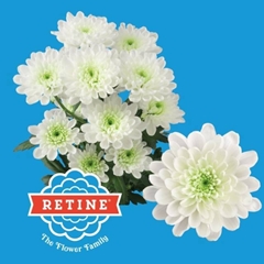 Chrysanth Spray Altaj 70cm 65gr.