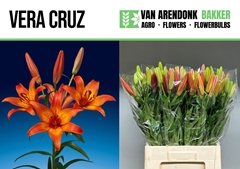 Lily La Vera Cruz 80cm 2+