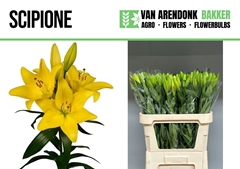 Lily La Scipione 80cm 2+