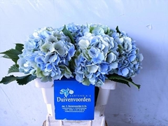 Hydrangea Verena Blue Classic 60cm 15-17cm Hd