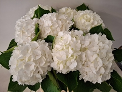 Hydrangea White Verena 65cm 17-19cm Hd