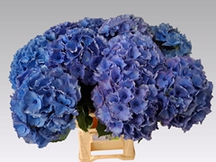 Hydrangea Royal Parade 65cm 20-22cm Hd