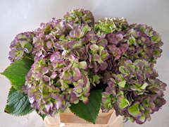 Hydrangea Verena Blue Classic 50cm 15-17cm Hd