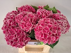 Hydrangea My Beautiful Rio 40cm 15-17cm Hd