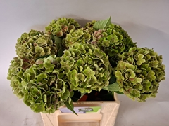 Hydrangea My Beautiful Rio Classic 40cm 14-16cm Hd