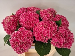 Hydrangea My Beautiful Rio 50cm 15-17cm Hd