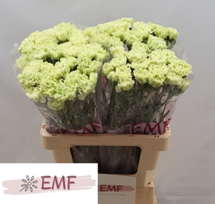 Dianthus Single Eternal Fairy+ 60cm