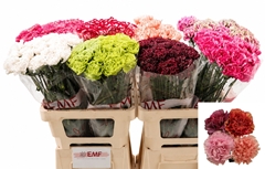 Dianthus Single Gem In Fust 65cm